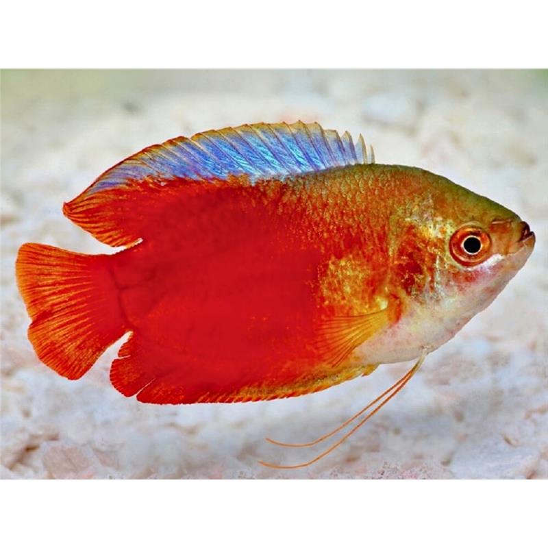 Colisa lalia red (Red Dwarf Gourami) - imagine 4